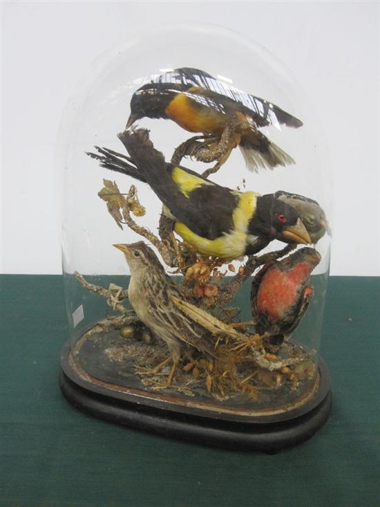 Appraisal: GROUP FIVE SONGBIRD SPECIMENS All in a bell jar case