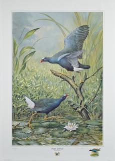 Appraisal: Basil Ede - English Purple Gallinule print pencil numbered l