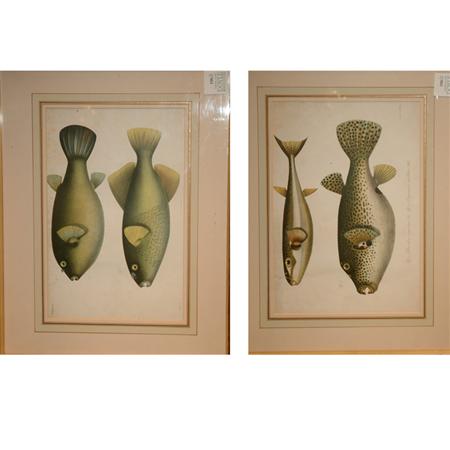 Appraisal: After L Speigler FISH STUDIES Two chromolithographs by C W