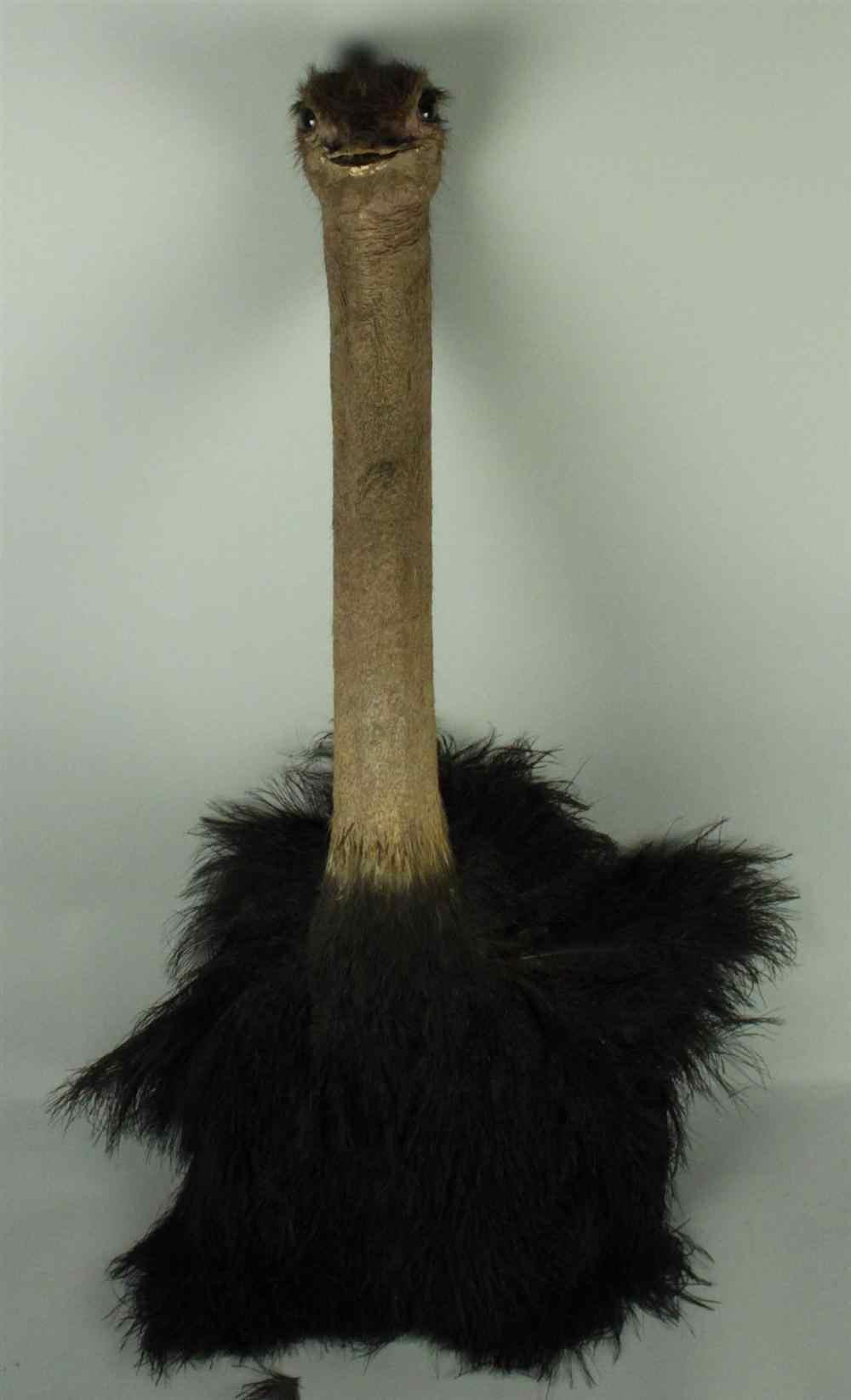 Appraisal: EAST AFRICAN MALE OSTRICH TAXIDERMY SHOULDER MOUNT JONAS BROS the