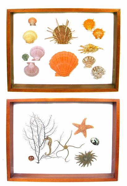 Appraisal: Four Shadow Box Collections of Rare Sea Shells Each featuring