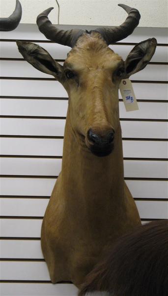 Appraisal: COKE'S HARTEBEESTE alcelaphus buselaphus head mount with horns Kimberly South