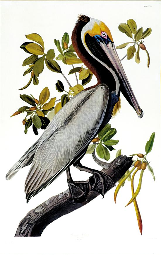 Appraisal: John James Audubon after New York - BROWN PELICAN color