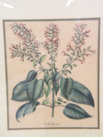 Appraisal: Botanical Lithograph handcolored image area x nicely framed