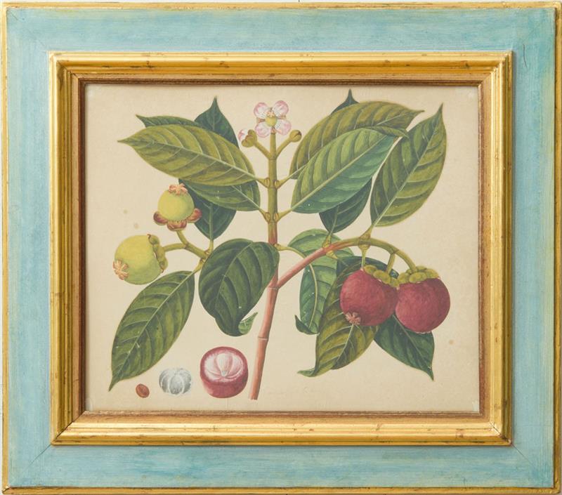 Appraisal: ANGLO-INDIAN SCHOOL BOTANICAL STUDIES A GROUP OF THREE Three watercolor