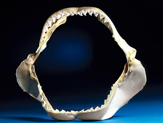 Appraisal: LARGE TIGER SHARK JAW Galeocerdo cuvier Taiwan This jaw is