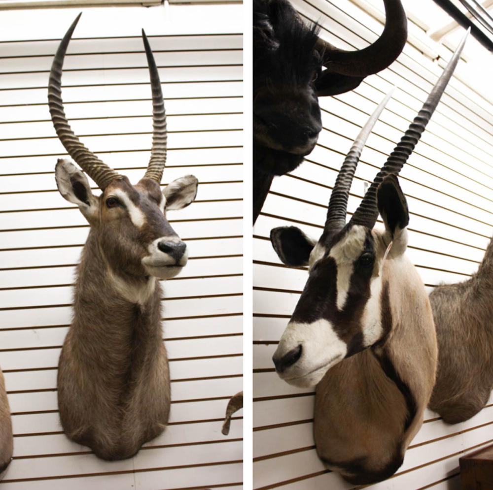 Appraisal: TWO AFRICAN ANTELOPE TAXIDERMY MOUNTS Waterbuck from central Namibia Gemsbok