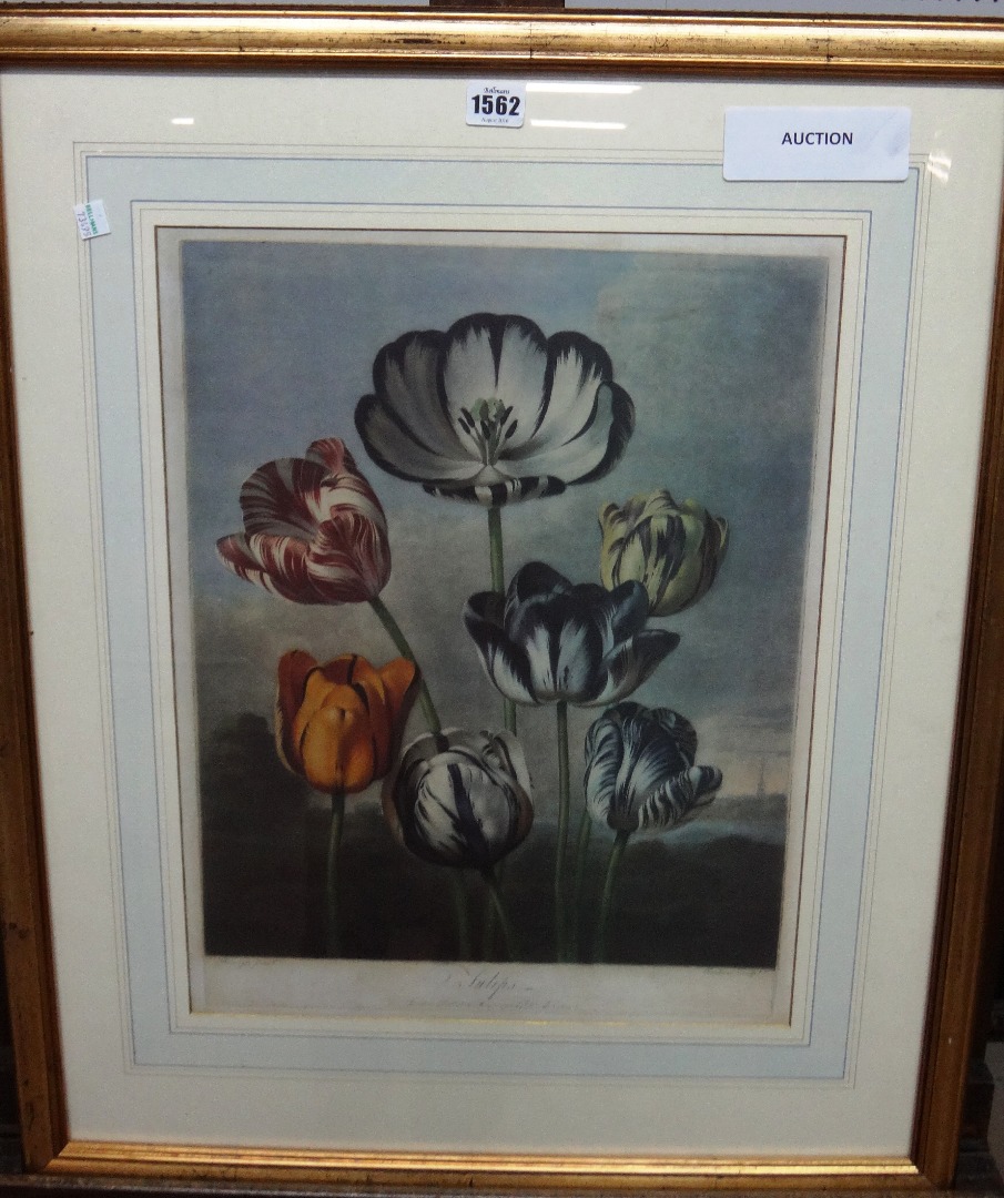 Appraisal: After Dr Robert Thornton Publisher Tulips colour print by Richard