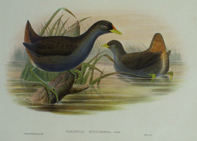 Appraisal: Rufous-vented Gallinule Gallinula Ruficrissa