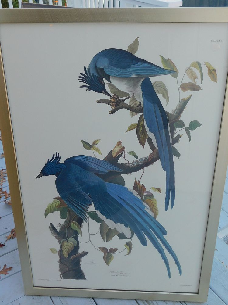 Appraisal: LTD ED AUDUBON PRINT - COLUMBIAN JAY Large limited edition