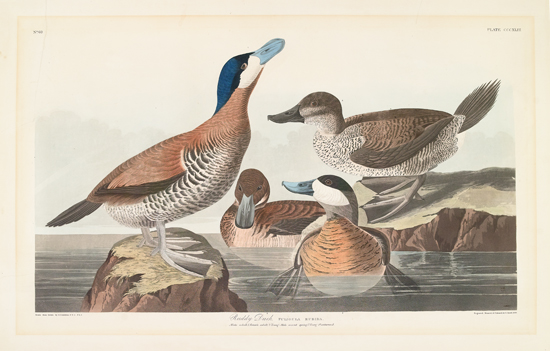 Appraisal: BIRDS Audubon John James Ruddy Duck Plate CCCXLIII Hand-colored lithographed