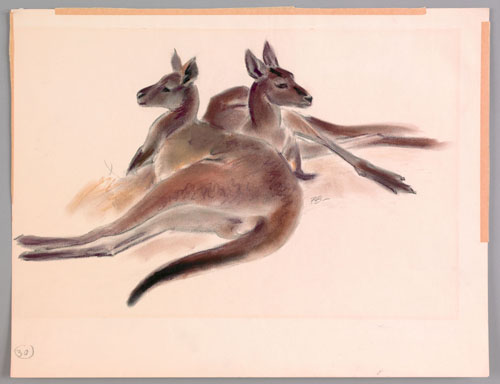 Appraisal: Paul Branson American - two pastel drawings of two Kangaroos