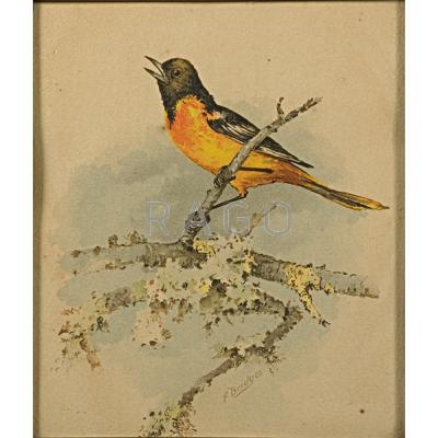 Appraisal: FIDELIA BRIDGES American - Watercolor of an oriole framed Signed