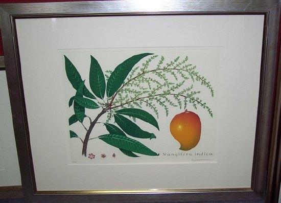 Appraisal: Bryan PooleMangifera Indicasigned artist proof cm x cm x Punica