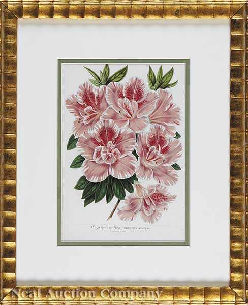 Appraisal: A Group of Eight Antique Botanical Prints of Azaleas after