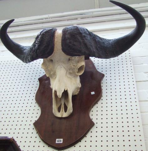 Appraisal: An African taxidermy water buffalo horn trophy Tanzania st century