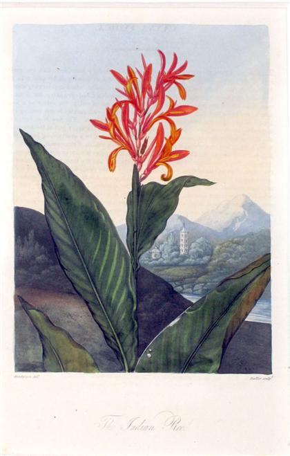 Appraisal: pieces Temple of Flora Prints Thornton Robert John Tankerville's Limodoran