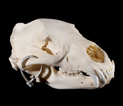 Appraisal: Black Bear Taxidermy Skull - Alberta Canada Included for bidding