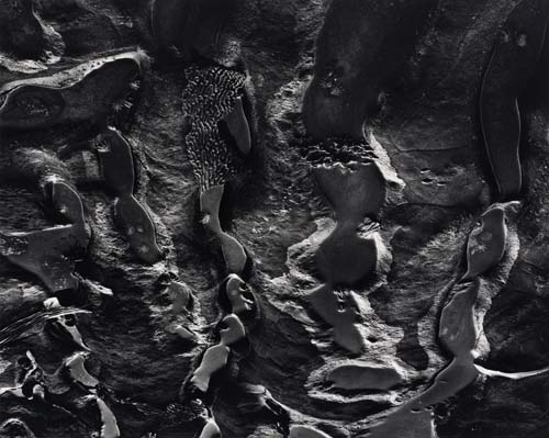 Appraisal: BULLOCK WYNN - Pt Lobos Tide Pools Silver print x