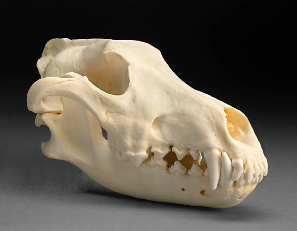 Appraisal: Timber Wolf Skull Canis lupus Alaska The timber wolf Canis