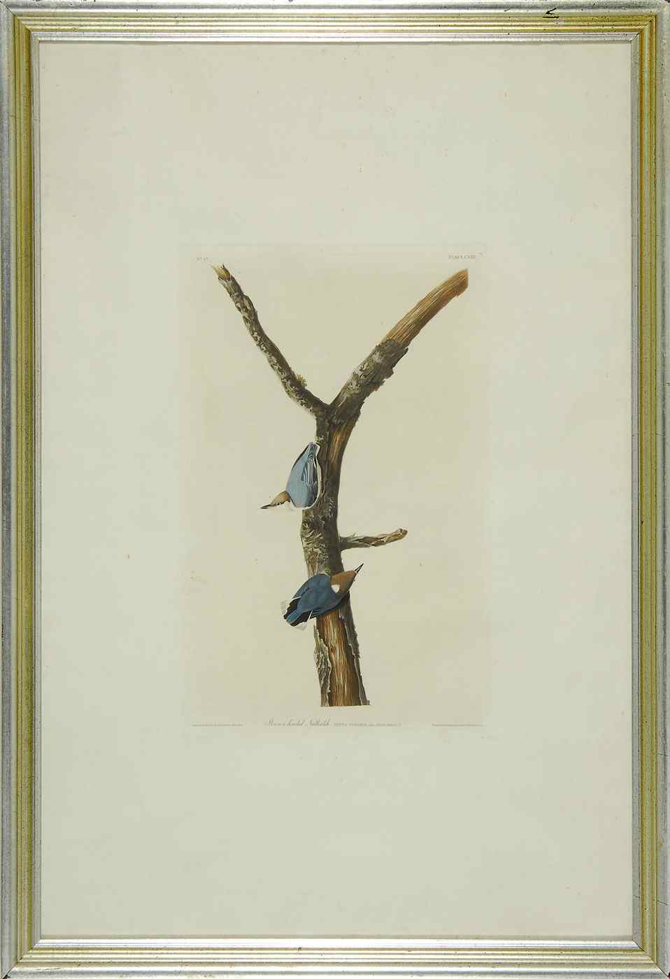 Appraisal: JOHN JAMES AUDUBONAmerican - Brown-headed Nuthatch'' No Plate CXXV Engraved