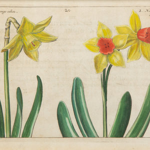 Appraisal: A Set of Four Dutch Botanicals from Crispin de Passe's