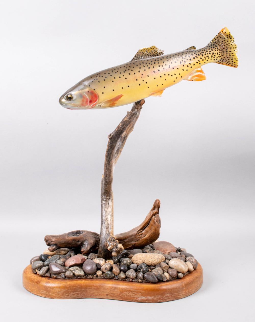 Appraisal: RAINBOW TROUT TAXIDERMY MOUNTED BY CLARK SCHREIBEIS BILLINGS MONT WILDLIFE