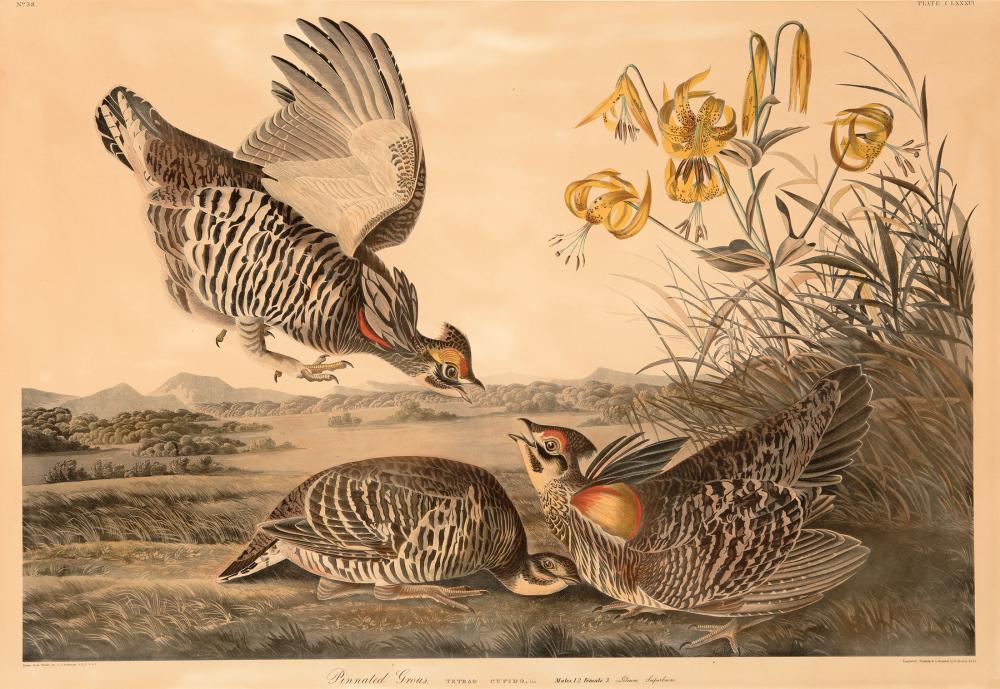 Appraisal: John James Audubon American - Pinnated Grouse Plate color reproduction