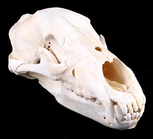 Appraisal: Large Alaskan Grizzly Bear Taxidermy Skull For sale in this