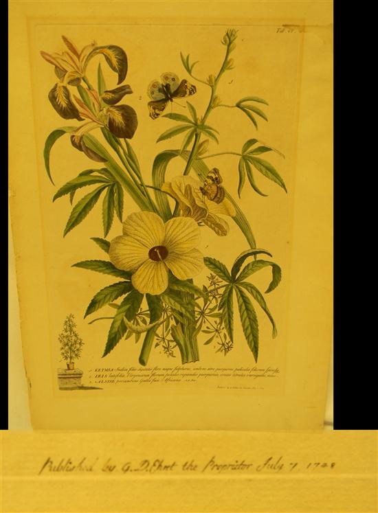 Appraisal: Georg Dionysus Ehret - botanical copper engraving ''Ketmia Iris Alsine