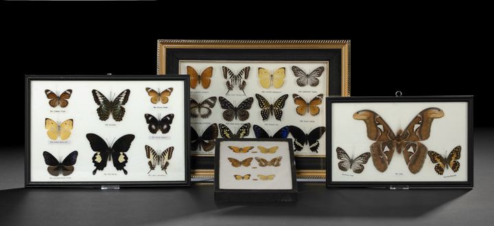 Appraisal: Four Shadowboxed Butterfly and Moth Specimen Collections mid- th century