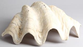 Appraisal: Giant Clam Seashell H X W X D Losses to