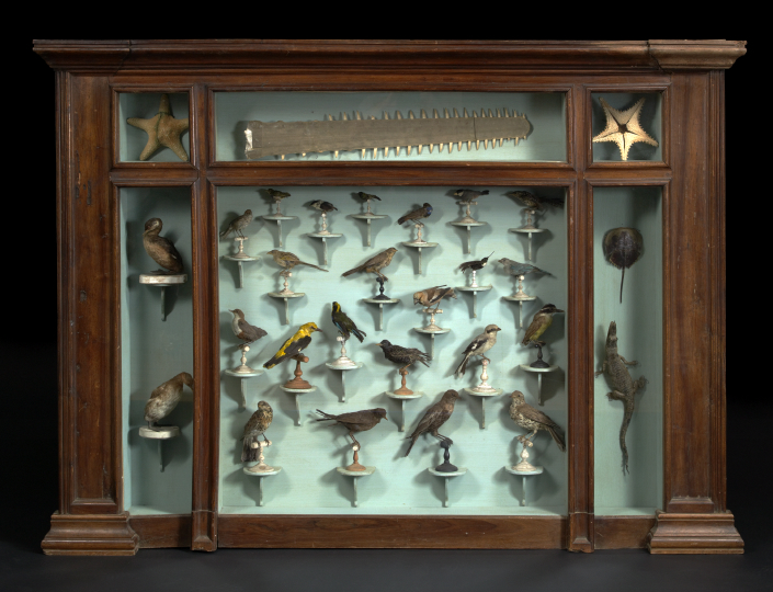 Appraisal: Large and Highly Unusual French Framed Menagerie du Naturalisation des