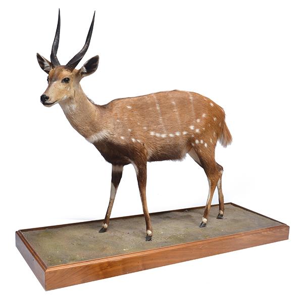 Appraisal: TAXIDERMIED SPOTTED DEER MOUNTED ON NATURALISTIC BASE WITH CASTORS CM