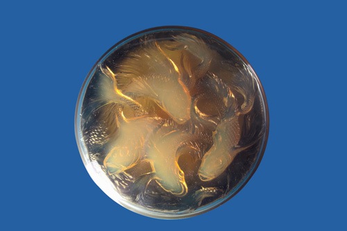 Appraisal: R LALIQUE Box Cyprins opalescent amber with original mushroom silk