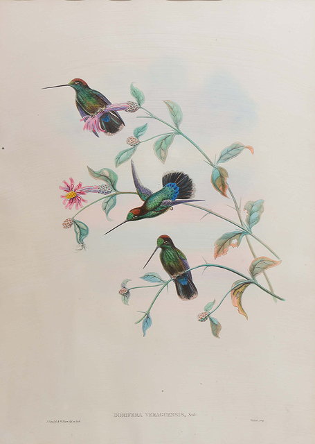 Appraisal: J GOULD W HART'DORIFERA VERAGUENSIS' Humming Birds on a branch