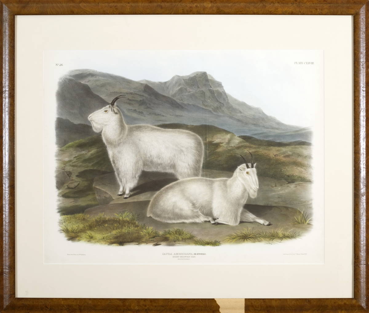 Appraisal: ROCKY MOUNTAIN GOAT PLATE CXXVIII NO Drawn from nature by