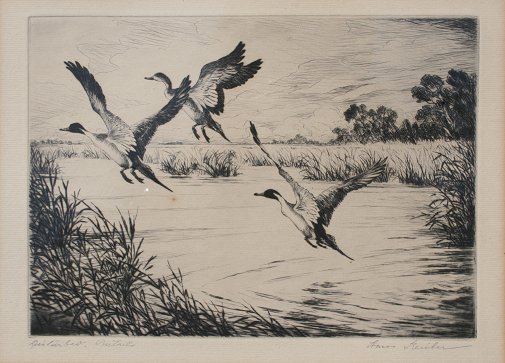 Appraisal: KLEIBER Hans American - ''Disturbed Pintails'' Etching '' x ''