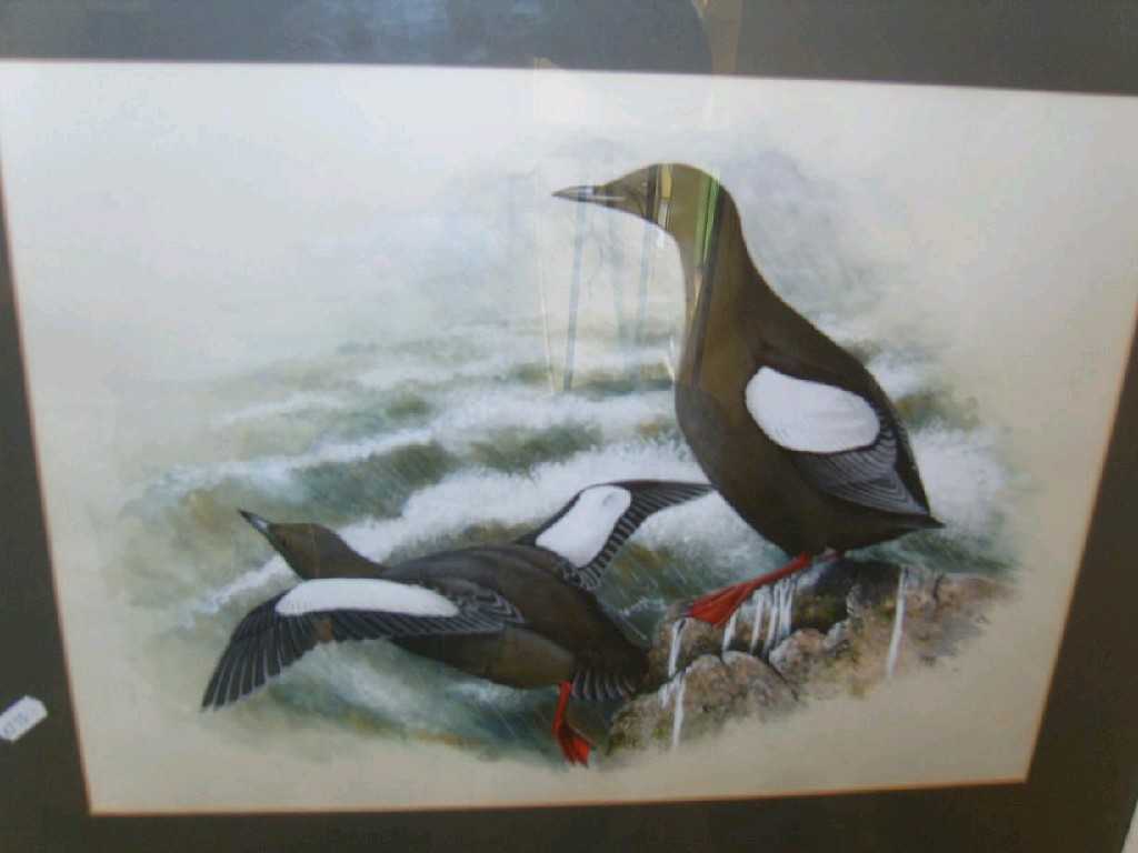 Appraisal: A watercolour and body colour study of guillemots by T