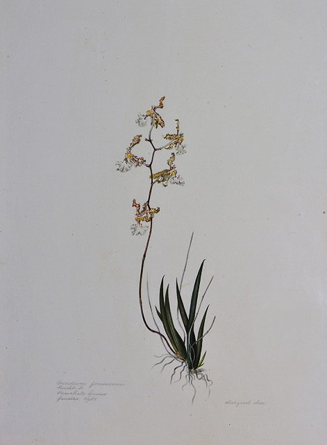 Appraisal: Margaret Mee British - Oncidium jonesianum Plate IXX signed dated