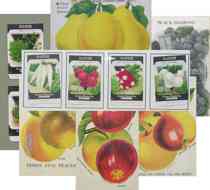 Appraisal: Seven Items From a Nurseryman's Sales Book Three Fine Peaches