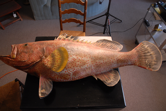 Appraisal: Mounted Red Fish Large taxidermied fish preserved and painted Complete