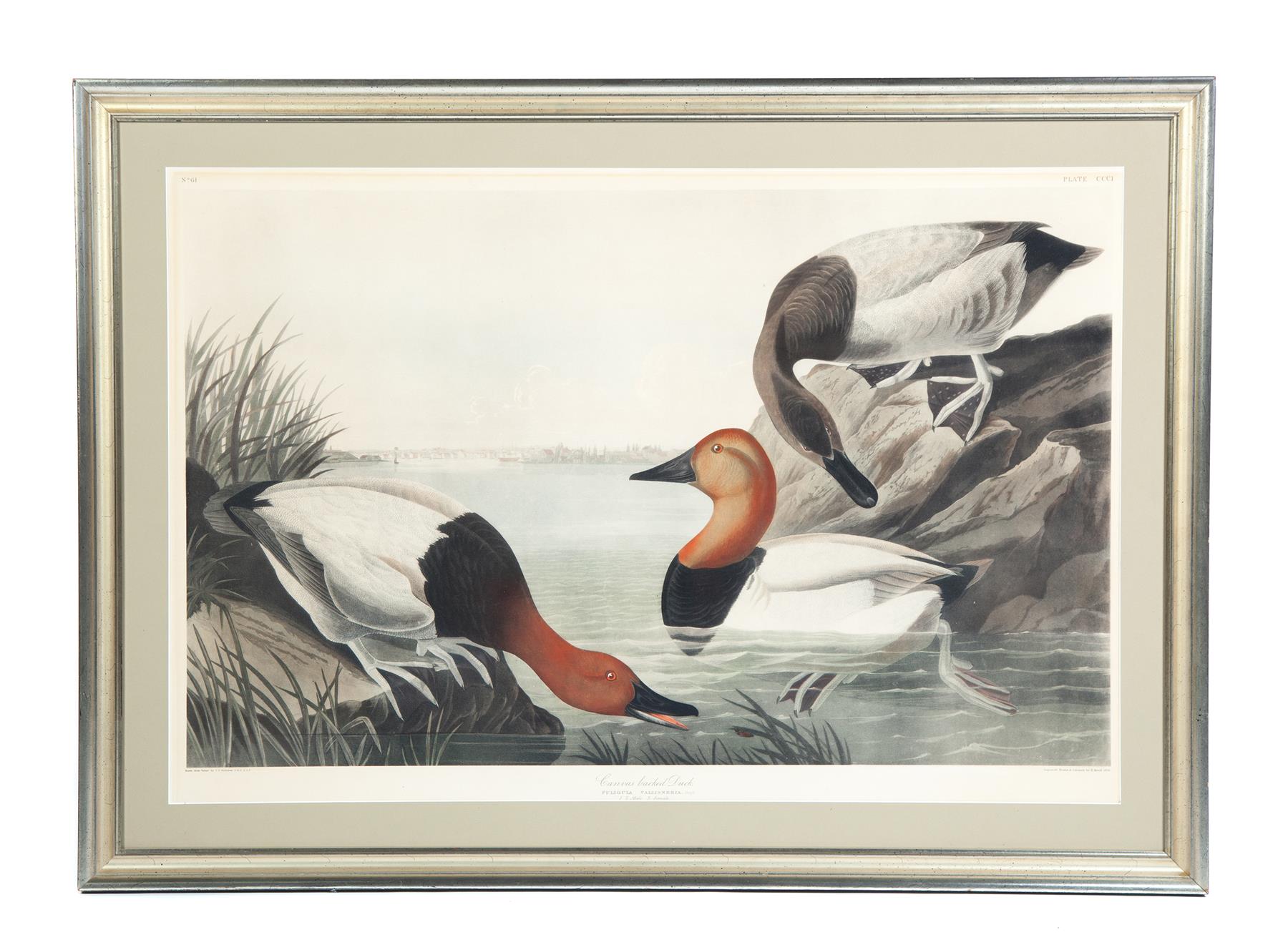 Appraisal: CANVAS BACK DUCK JOHN JAMES AUDUBON AMERICAN - Aquatint on