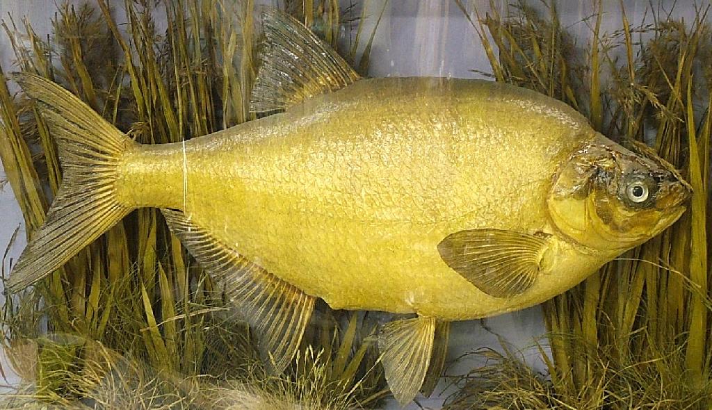 Appraisal: Glazed taxidermy specimen of a bream within a naturalistic setting