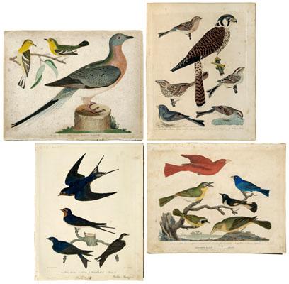 Appraisal: Five engravings after A Wilson from American Ornithology Philadelphia first