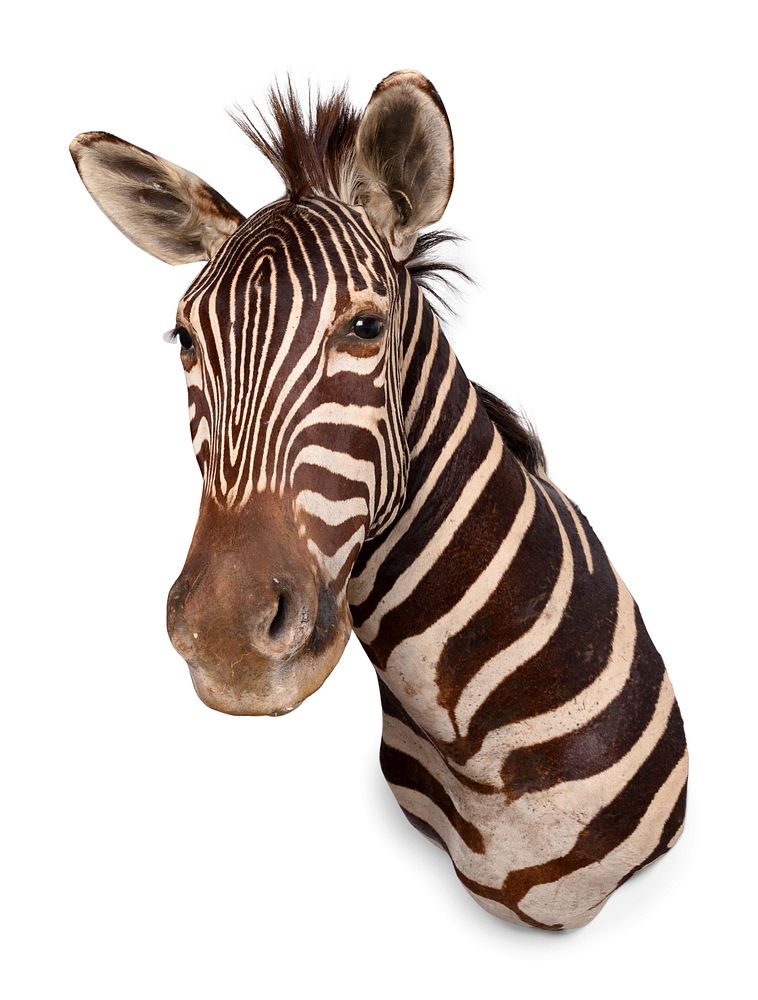 Appraisal: A Taxidermy Zebra Shoulder Mount A Taxidermy Zebra Shoulder Mount