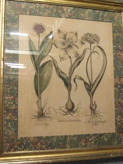 Appraisal: Two hand-colored printspic The first after Besler tulipa Serotinastellata the