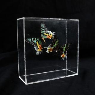 Appraisal: Two Mounted Butterflies in Lucite Two mounted butterflies in Lucite