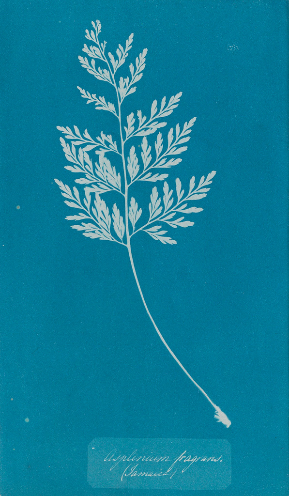 Appraisal: ANNA ATKINS - Asplenium Fragrans Cyanotype photogram x inches x