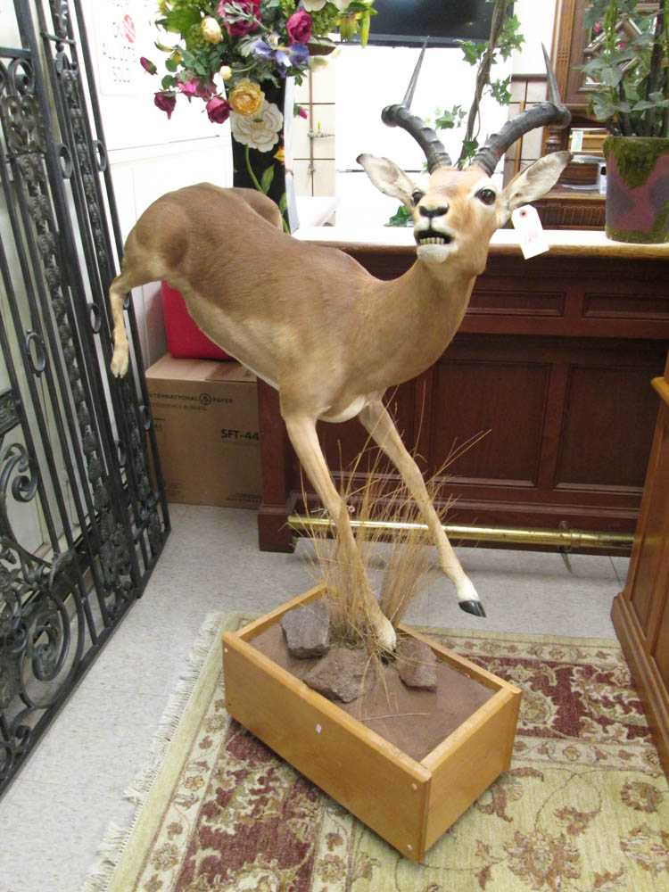 Appraisal: AFRICAN IMPALA ANTELOPE full mount game trophy with horns